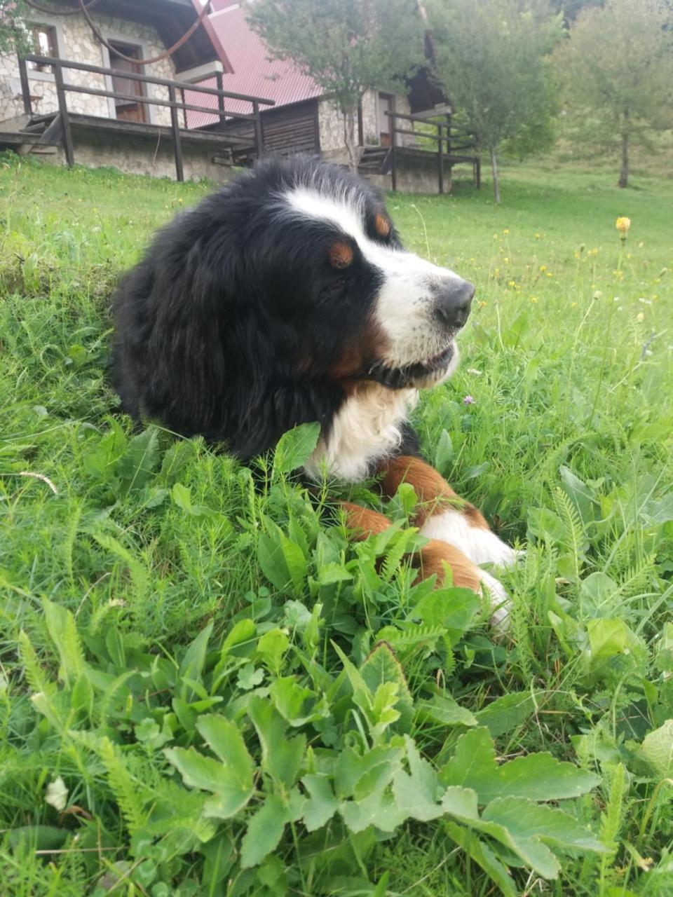 Etno Village Vojnik Savnik Buitenkant foto